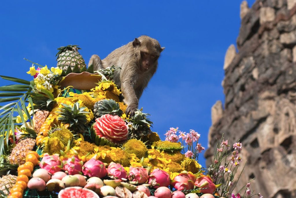 Vào chủ nhật cuối cùng của tháng 11 mỗi năm, tại ngôi đền Phra Prang Sam Yot ở Lopburi, Thái Lan…缩略图 Thích