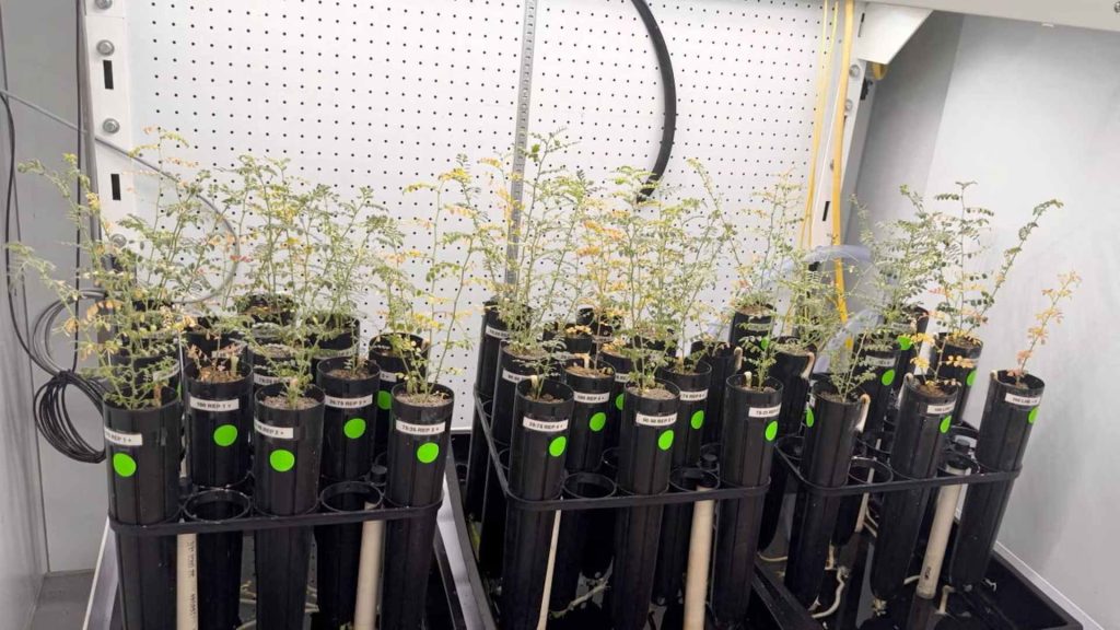 Trồng thành công đậu gà bằng đất mô phỏng Mặt trăng缩略图 Edit