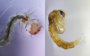 Vòng đời của loài muỗi qua góc nhìn ống kính hiển vi trên Oppo Find X3 Pro