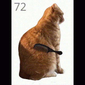 Đây là game chải lông cho mèo cam tai tiếng