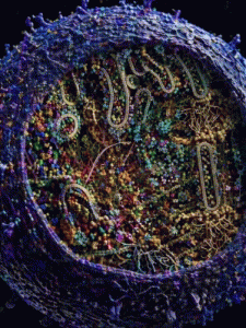 Thích